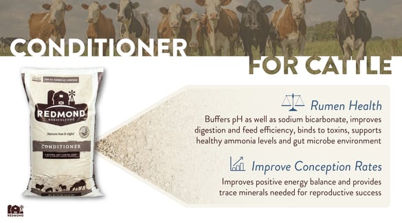Benefits of Redmond mineral conditioner with bentonite for cattle