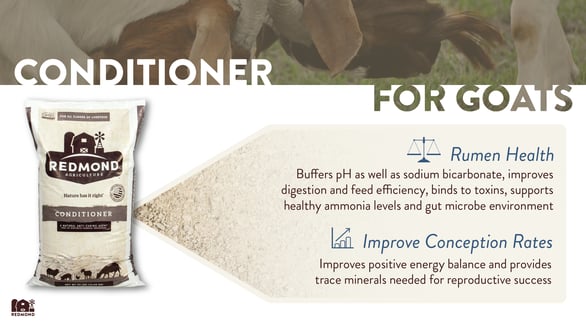 Benefits of Redmond mineral conditioner with bentonite for goats