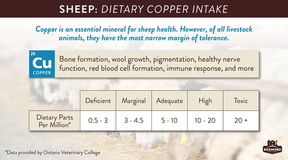 How much copper can sheep have
