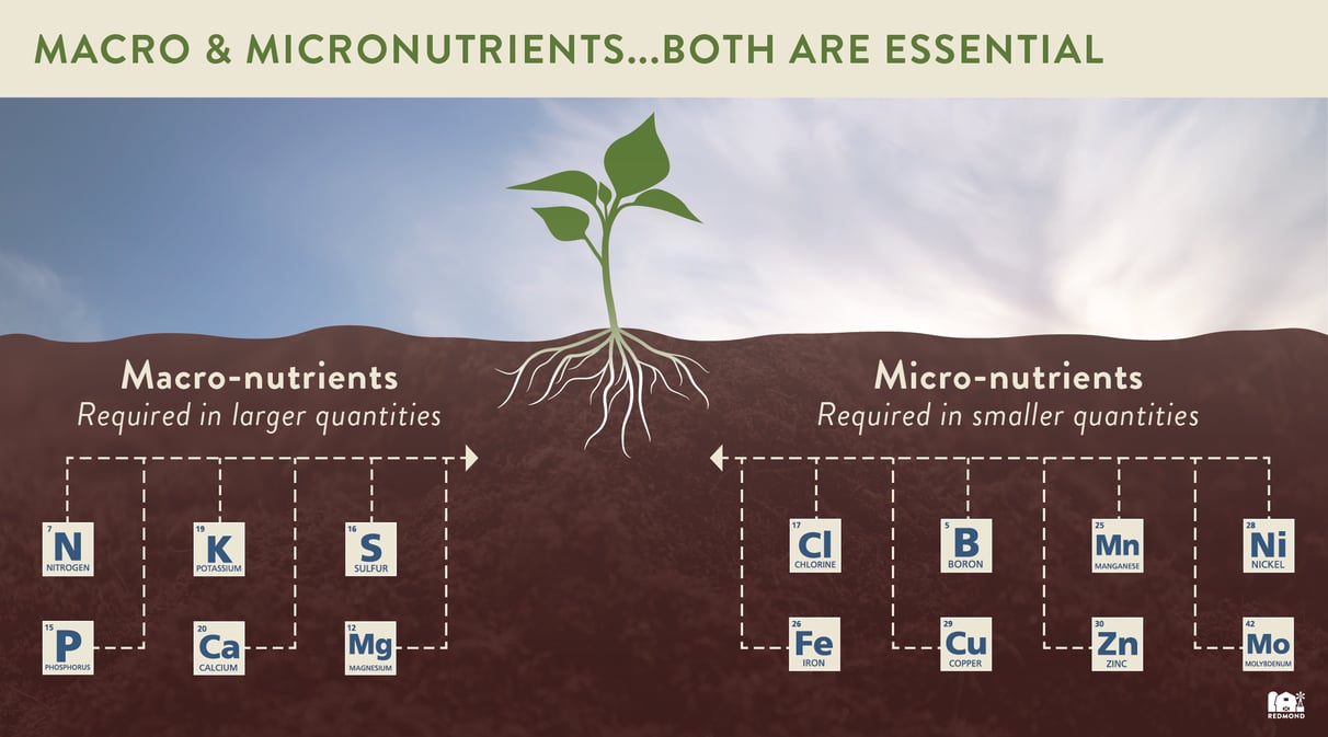 what nutrients do plants need