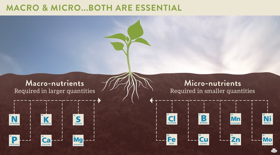 What Nutrients Do Plants Need?