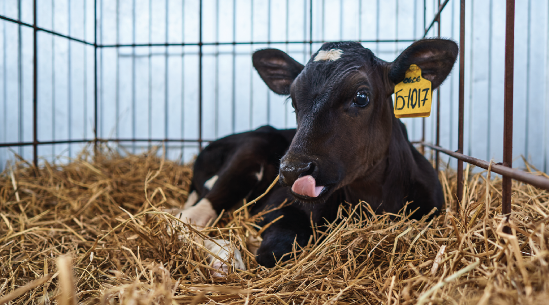 Newborn calf in a stall with bedding