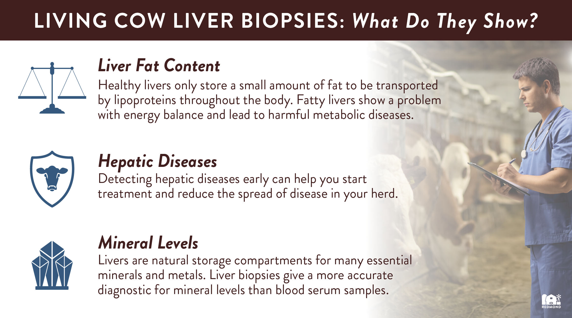 Living Cow Liver Biopsy