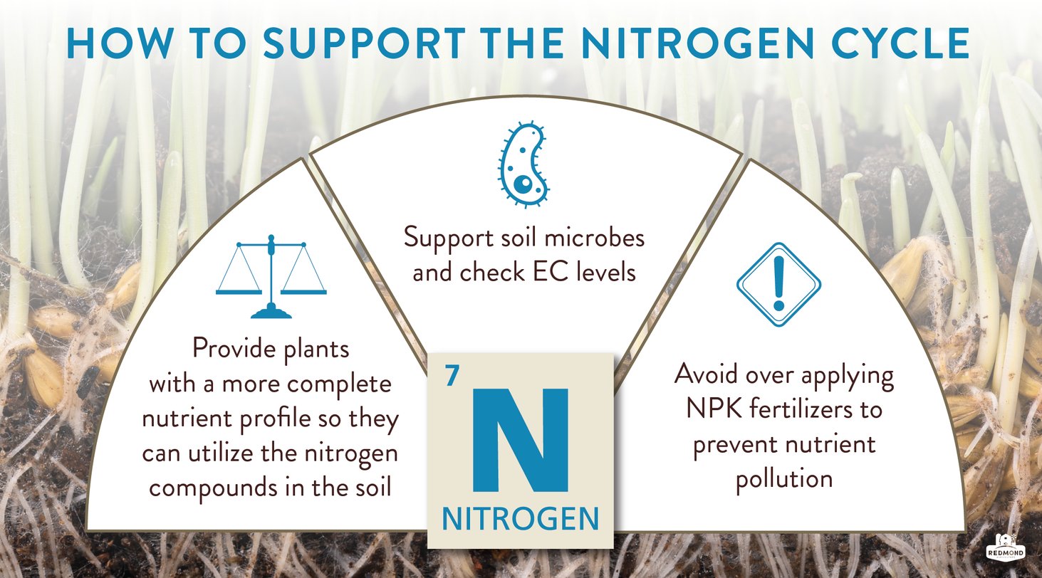 How Do Plants Obtain Nitrogen