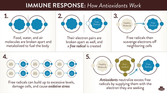 How do antioxidants work