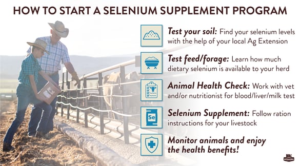 Selenium and Immunity-02