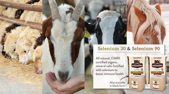 Selenium and Immunity-04