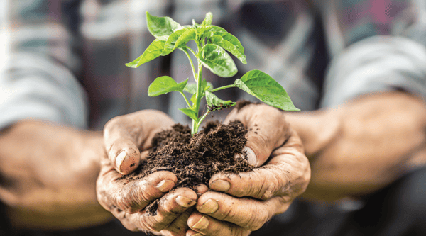 Hands holding a plant and soil
