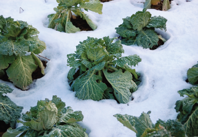 Cabbage growing in a snowy garden bed