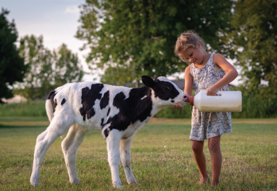 Girl bottle feeding a calf