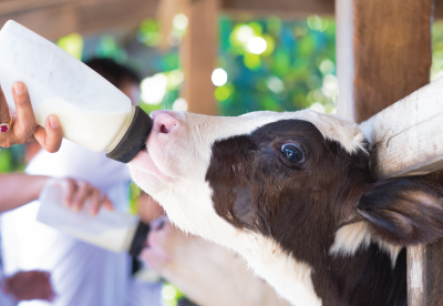 Calf drinking from a bottle